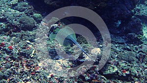 Swimming blue spotted stingray at gili trawangan