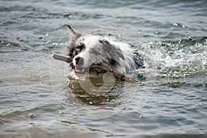 Nuoto frontiere il cane 