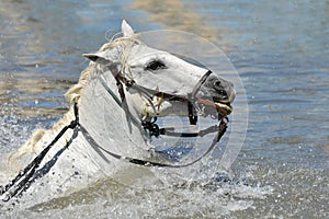 Swimming Camargue horses