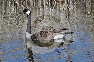 Swimming Canada Goose