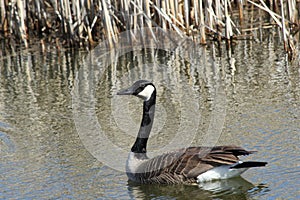 Swimming Canada Goose