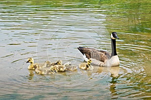 Swimming Canadian geese with goslings