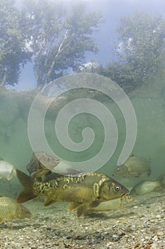 Swimming Carp Cyprinus carpio Underwater photography