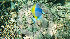 Swimming close to a Powder blue tang in coral reef in Maldives.