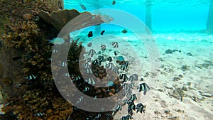 Swimming close to tropical fishes which run to hide inside a coral in Maldives.