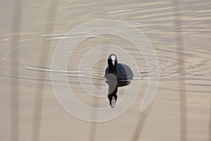 Swimming coot, making circles in the water