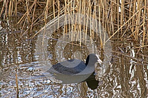Swimming coot in the reed, making ripples in the water