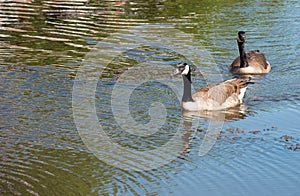 Swimming couple of Canadian geese
