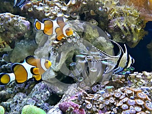 Swimming couple of coral sea fish