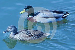 Swimming couple on the lake