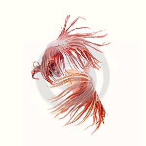 Swimming couple of Siamese fighting fish in love.Concept background for Valentine`s day.