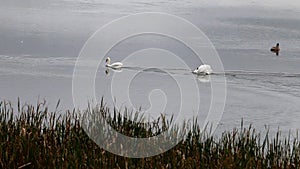 Swimming couple of swans, Nonnensee, Germany