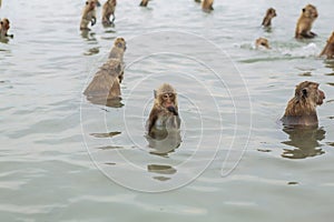 Nuoto macachi 