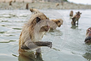 Nuoto macachi 