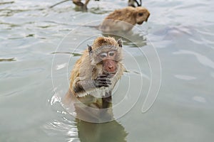 Nuoto macachi 