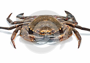 Swimming crabs