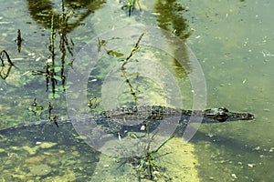 Swimming Cuban crocodile Crocodylus Rhombifer is a small species of crocodile endemic to Cuba - Peninsula de Zapata National Par