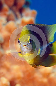 Swimming damselfish
