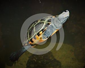 Swimming Diamondback Terrapin Turtle