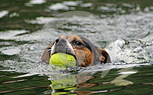 Swimming dog