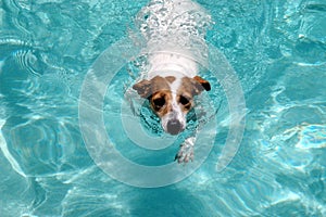 Plávanie pes 