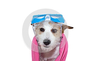 SWIMMING DOG. JACK RUSSELL PUPPY WITH GOGGLES AND A PINK TOWEL. ISOLATED SHOT AGAINST WHITE BACKGROUND