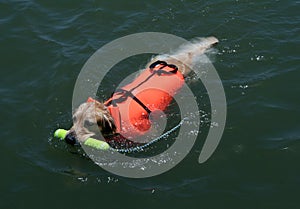 Swimming dog with life jacket