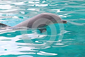Swimming dolphin