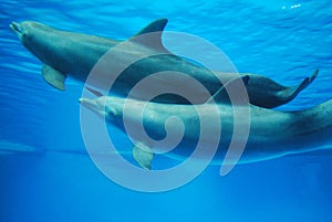 Swimming Dolphin Pair