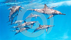 Swimming dolphins, Egypt