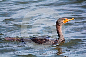 Swimming double breasted Cormorant bird, Phalacrocoracidae