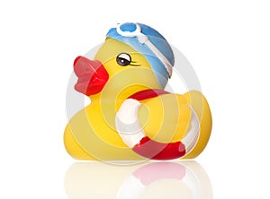 Swimming duck