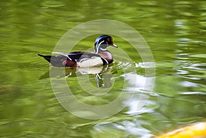 swimming duck