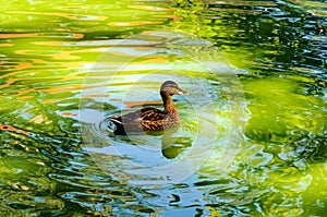 Swimming duck