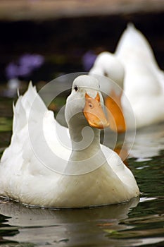 Swimming duck