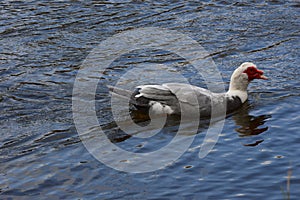 Swimming duck in beautiful color