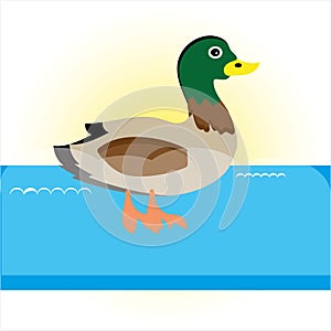 Swimming duck on blue river