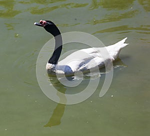 Swimming Swan Gramado Zoo Brazil photo