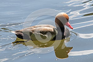 Swimming duck in a ittle pond or lake