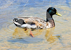 Swimming Duck