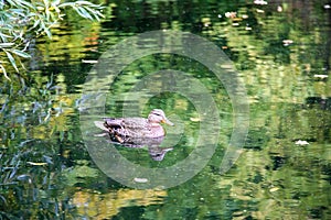 Swimming duck with reflection in the water in the autumn lake