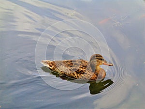 Swimming duck in a river