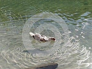 A swimming duck in a river in Spring time