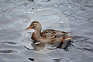 Swimming Duck on River