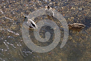 swimming duck in winter sunshine river