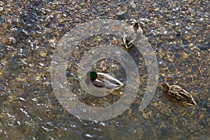 swimming duck in winter sunshine river