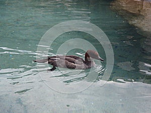 Swimming ducks