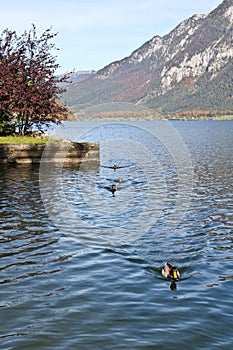 Swimming ducks on Hallstatt lake