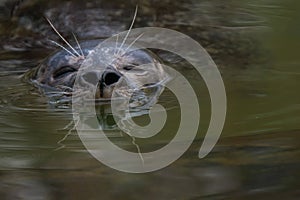 Swimming earless seal