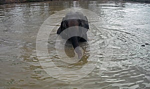 Swimming elephant